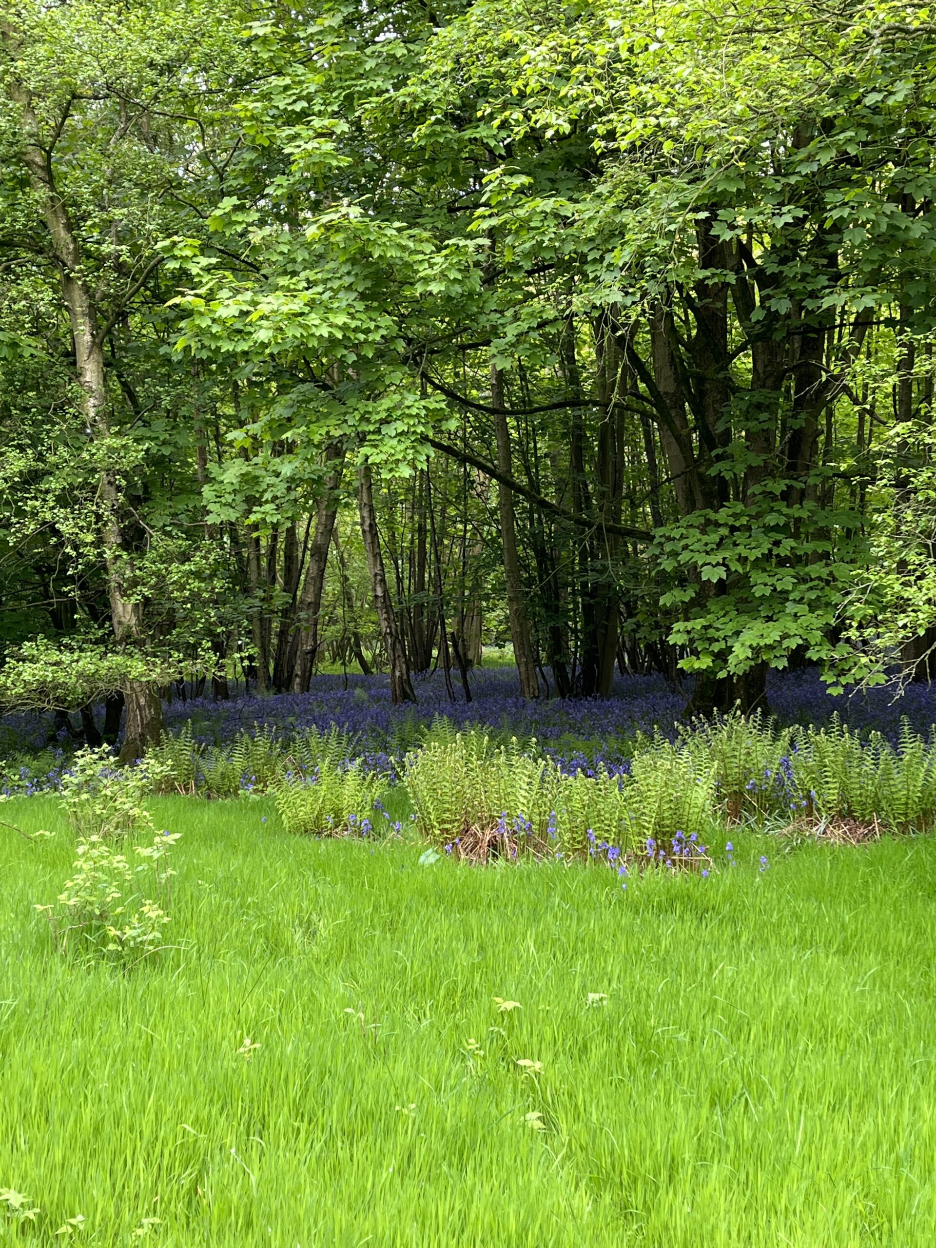 A Walk Around the Countryside